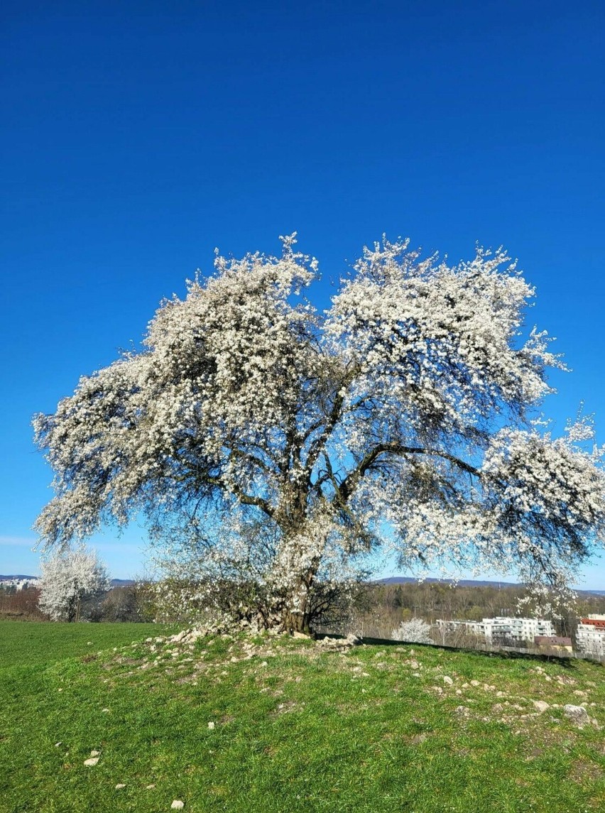 Najpopularniejsze wiosenne drzewo w Krakowie zakwitło. Śliwa na kopcu Krakusa wygląda zjawiskowo