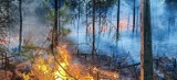 Rozpoczął się sezon pożarowy lasów. Wydano komunikat o zagrożeniu. - Jesteśmy przygotowani - mówi rzecznik lubuskiej PSP