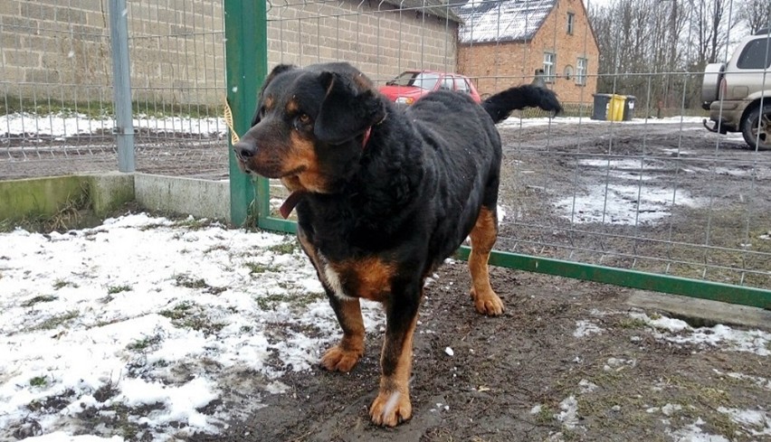 Te psy z gminy Wyrzysk szukają nowego domu i kochających ludzi, którzy się nimi zaopiekują [ZOBACZ ZDJĘCIA]