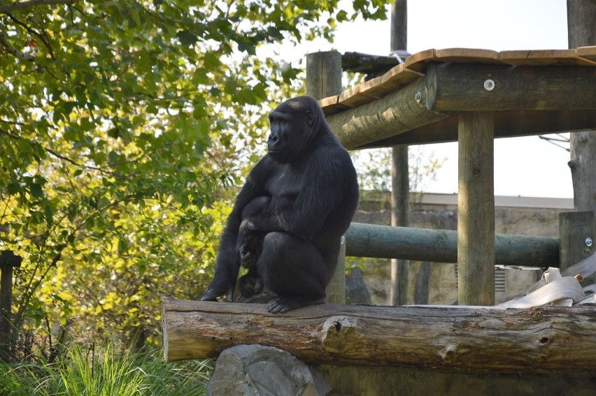 Zoo w Opolu znów jest otwarte, ale zwiedzanie odbywa się w...