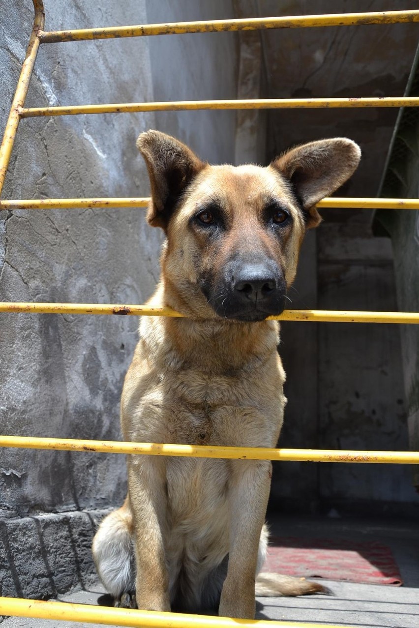 Nowa Ruda: Pies czeka na właściciela