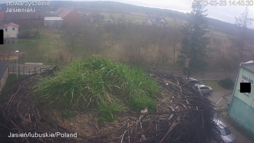 Transmisje z gniazd mozna oglądać na kanale JASIENIAKÓW