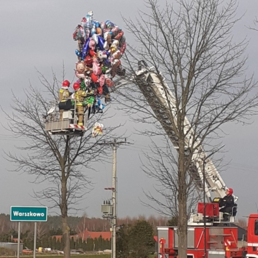 Warszkowo - strażacy zdjęcli balony z drzewa