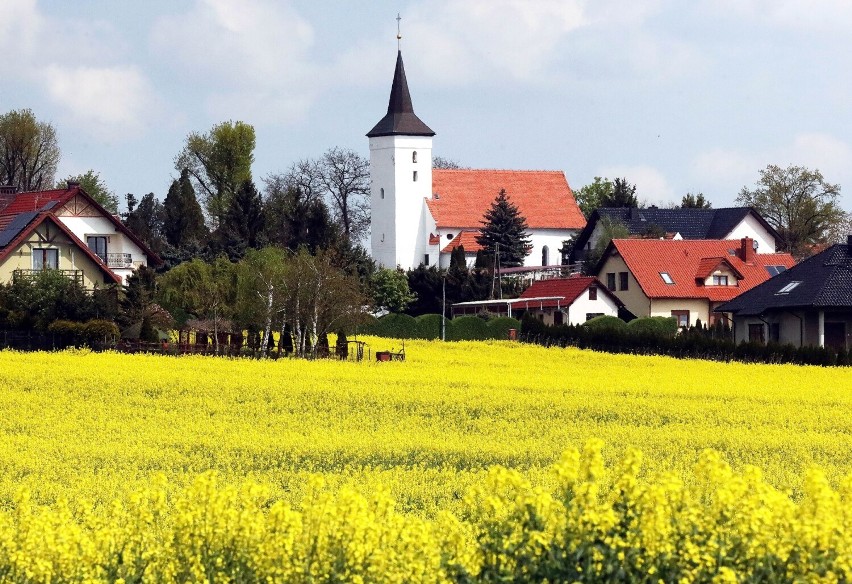 Kwitnące rzepakowe pola w Legnicy i okolicy, zobaczcie aktualne zdjęcia