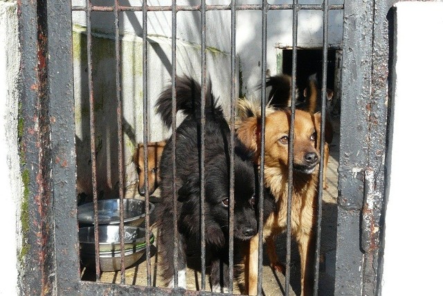 Schronisko w Tomaszowie jest pełne smutnych porzuconych zwierząt, czy ich los będzie lepszy?