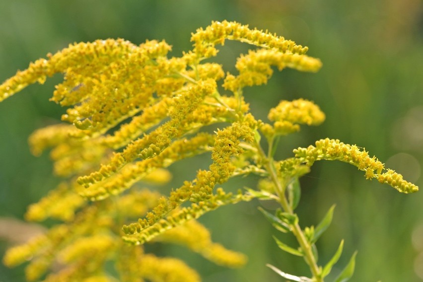 Nawłoć kanadyjska (Solidago canadensis) i nawłoć późna...