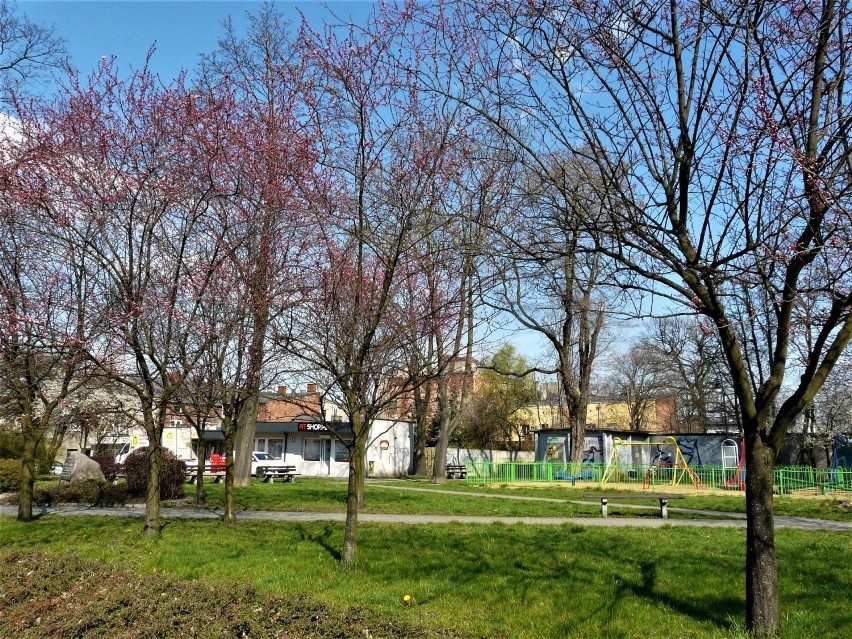 Wiosna w Pabianicach. Zazieleniło się w mieście i w parkach ZDJĘCIA