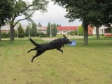 Czy psi park zabaw powstanie na Ochocie?