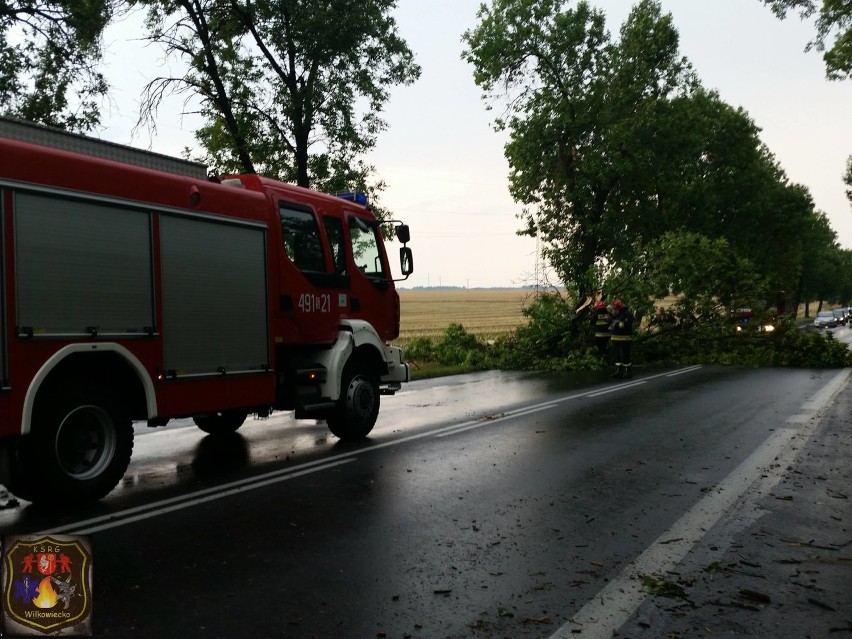 Powalone drzewa na odcinku trasy DK - 43 Kłobuck - Krzepice.