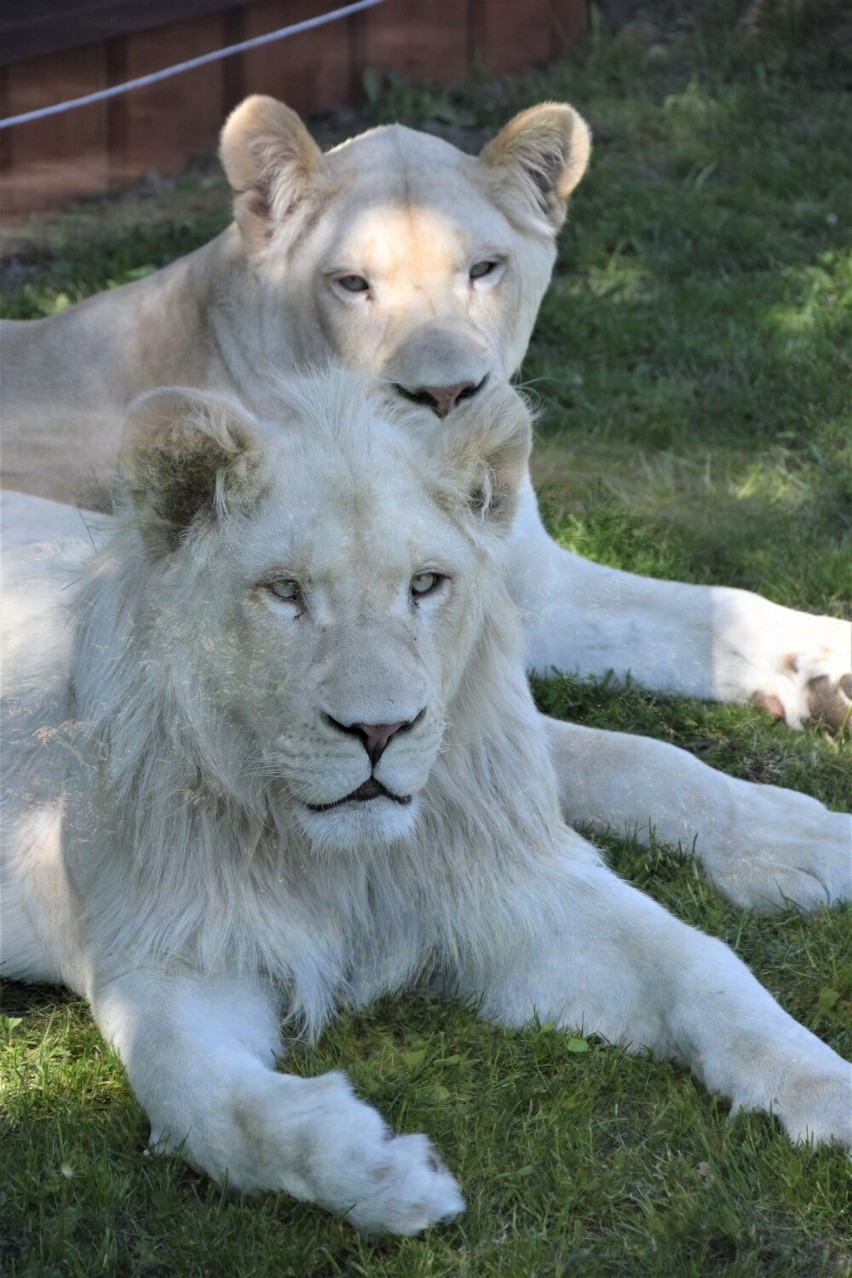 Malibu to potomek Sahima i Aziry, lwiej pary, która stanowi...