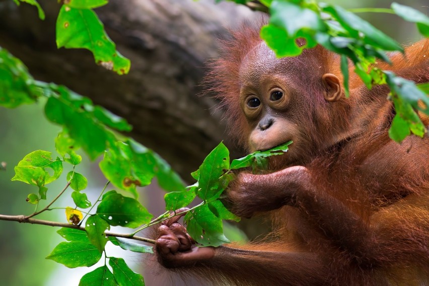 Na wyspie Borneo żyję największa na świecie populacja...