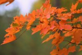  Zielony Las w Żarach jesienią jest wyjątkowo urodziwy. Drzewa przybierają już różne barwy. Zobaczcie sami!