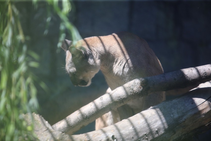 Puma Nubia w Śląskim Ogrodzie Zoologicznym...