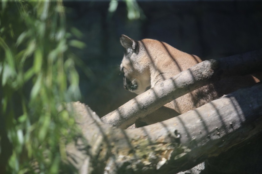 Puma Nubia w Śląskim Ogrodzie Zoologicznym...