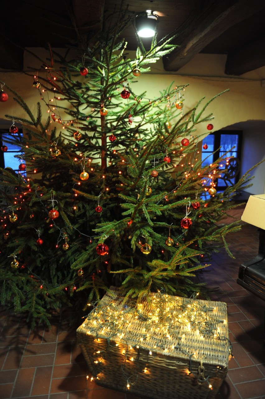 Tradycja ubierania drzewka bożonarodzeniowego sięga w Polsce...