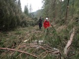 Zakopane: park będzie sadził nowe drzewa w Tatrach