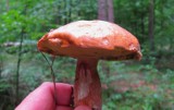 Letni wysyp grzybów w lasach włodawskich (materiał Dziennikarza Obywatelskiego)