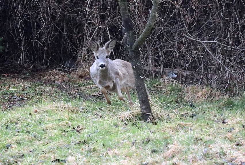 Dzikie zwierzęta w Legnicy, spotkaliśmy sarny na ogródkach działkowych