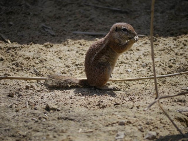 Zoo: urodził się kucyk i wykluł waran. Są też wiewiórki