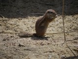 W zamojskim zoo urodził się kucyk i wykluł waran. Pojawiły się też nowe wiewiórki. ZDJĘCIA