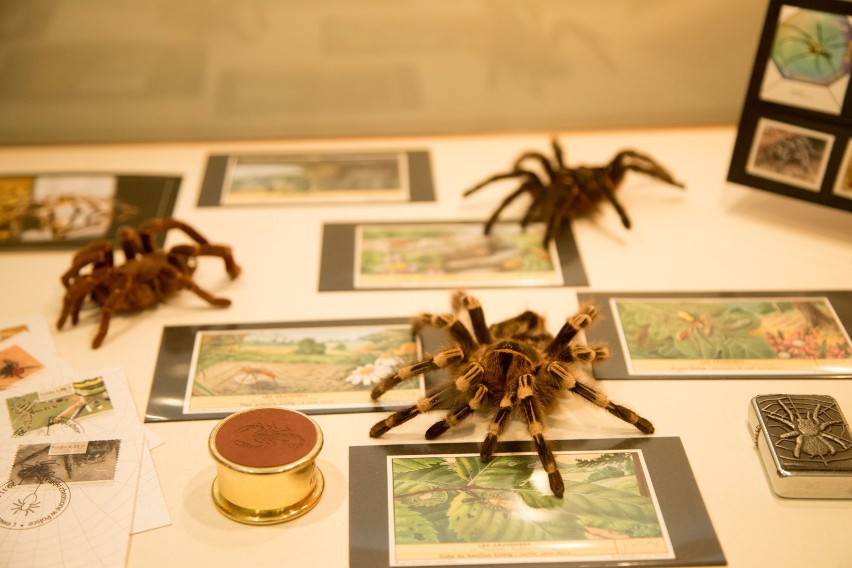 Fascynujący Świat Pająków i Skorpionów. Przerażająca wystawa w Pałacu Kultury i Nauki [ZDJĘCIA]