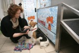 W Rzeszowie powstała samoobsługowa myjnia dla psów
