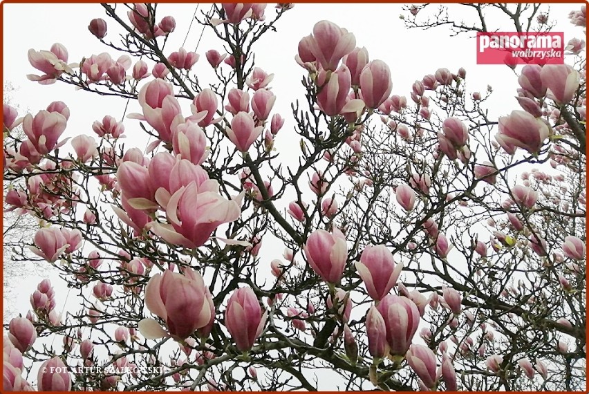 Zakwitła najstarsza wałbrzyska magnolia. Drzewo rośnie na...