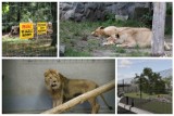 W chorzowskim zoo urodziły się cztery lwy angolskie! To dwa samce i dwie samiczki