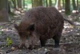 Setki dzików do odstrzału w okolicach Skierniewic i w regionie. Odstrzał dzików zarządził wojewoda