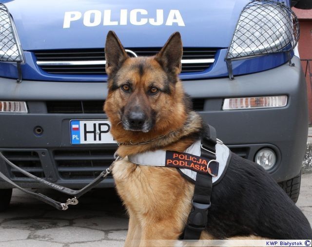 26 grudnia, około godziny 19.00 bielscy policjanci zostali poinformowani  o włamaniu do jednego z domów jednorodzinnych w miejscowości Orla. Funkcjonariusze natychmiast pojechali na miejsce. Tam w podpiwniczeniu domu mundurowi zauważyli wybitą szybę. Na posesji leżał również pozostawiony przez sprawcę łom. 

Omijała psa i dachowała [zdjęcia]

Wiadomości kryminalne na stronie: Podlaskiej Kroniki Policyjnej