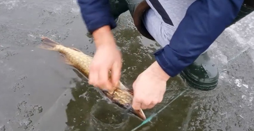 Na jeziorze w Wiżajnach uwięzione w sieci ryby padają z głodu albo przymarzają do lodu [ZDJECIA]