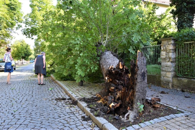 Wichura w Opolu. Wiatr łamał drzewa i zrywał z nich konary