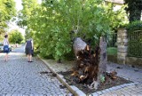 Wichura w Opolu i w regionie. Mnóstwo połamanych drzew i konarów. 200 interwencji strażaków