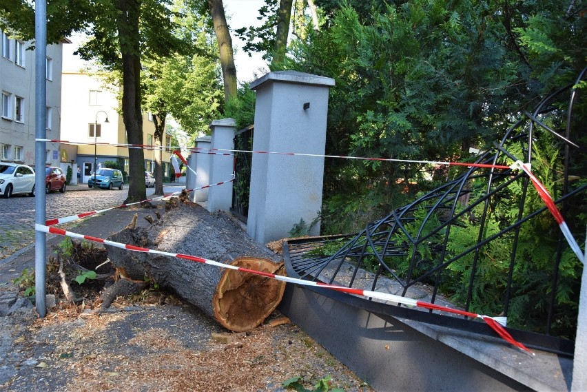 Wichura w Opolu. Wiatr łamał drzewa i zrywał z nich konary