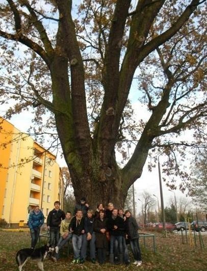 Zwycięzcą konkursu Drzewo Roku 2011 był Dąb Grot w Dęblinie