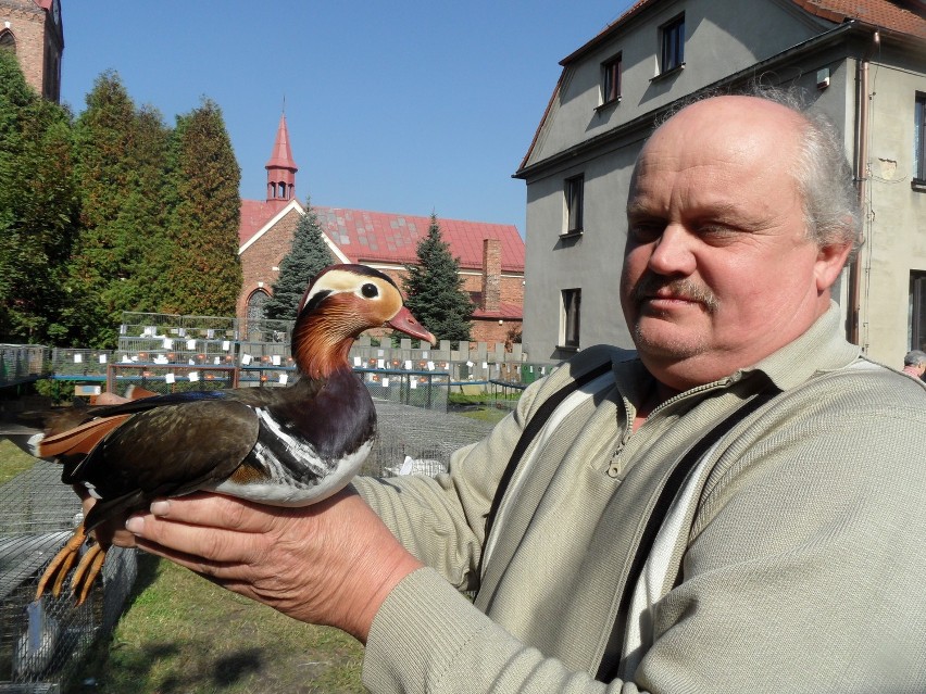 Prezes Henryk Hoinkis i jego piękna kaczka-mandarynka.
