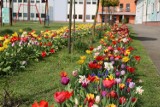 Kobylińska szkoła wręcz „utonęła" w kwiatach [ZDJĘCIA + FILM]