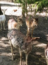 Mini zoo w Żywcu zaprasza w swoje progi. Zwierzęta z różnych stron świata czekają na gości!