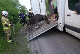 Dramatyczne chwile nieopodal Warszawy. Łoś cierpiał w rowie kilka godzin. "Telefony milczały, odmawiano pomocy"