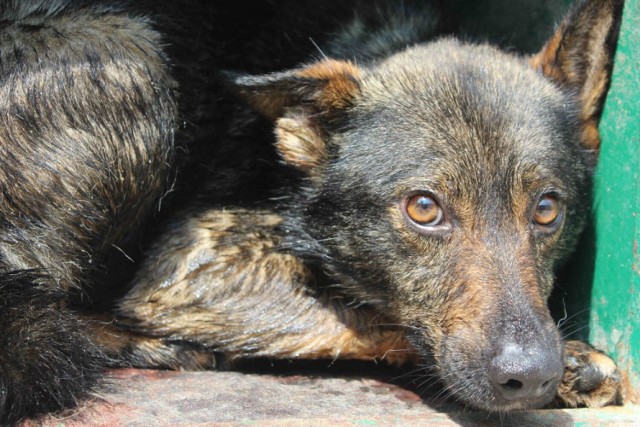 Wstrzymane adopcje psów i kotów w schronisku dla zwierząt w Bełchatowie