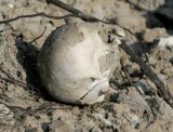 Lipia Góra: Koło placu zabaw znaleziono ludzkie kości?