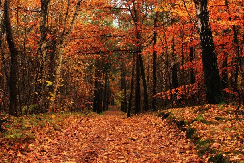 Piękno powiatu puckiego na jesiennych zdjęciach. Część II