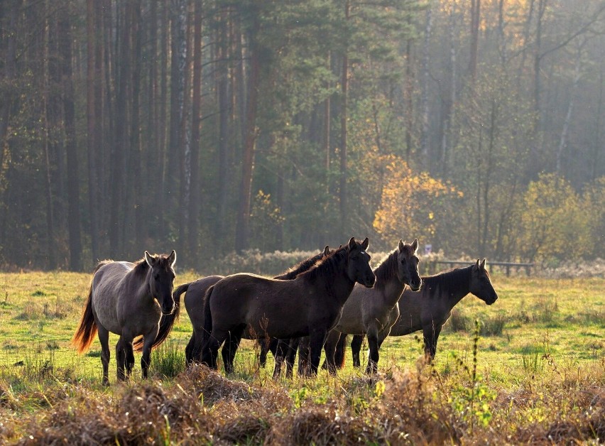 Z wizytą w jedynej w Polsce ostoi konika biłgorajskiego. Zobacz zdjęcia