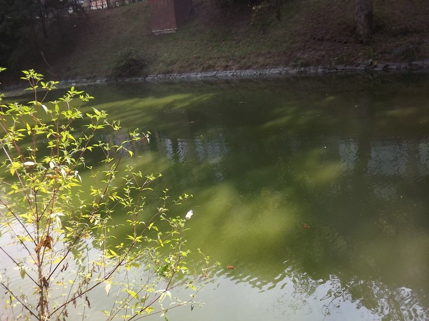 Woda we wrocławskiej fosie zielona. Zarząd Zieleni Miejskiej: To drobne uchybienie (ZDJĘCIA)