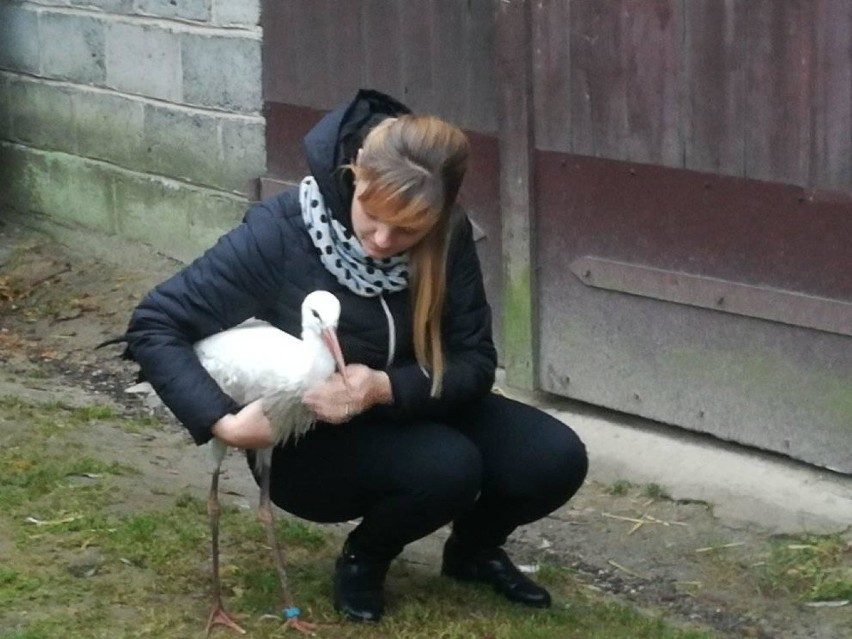 Bardzo towarzyski bocian na zimę wprowadził się do jednego z gospodarstw w Murowańcu. ZDJĘCIA, WIDEO 