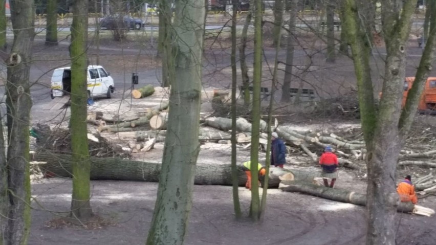 Internauta: Dlaczego wycinają drzewa w parku Łyczywka? ZUK odpowiada