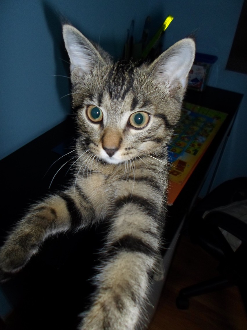 Kot nazywa się Filemon i ma 7 miesięcy. Mieszka w Piotrkowie...