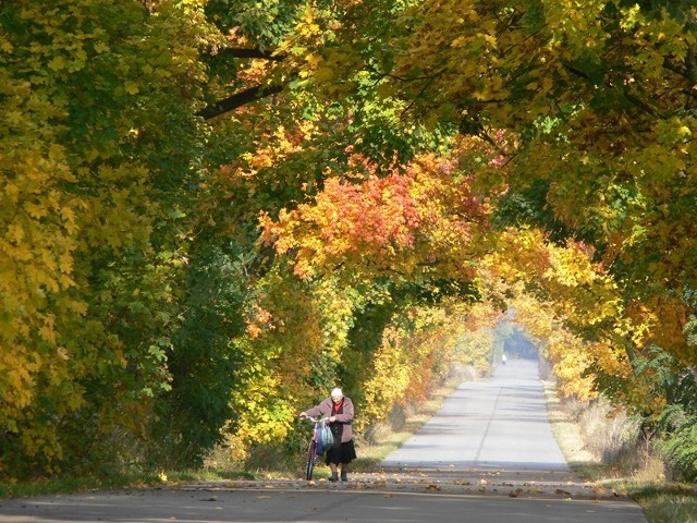 Złota polska jesień. Liście na drzewach pięknie się przebarwiają. Tak wygląda droga pomiędzy Lubolą a Pęczniewem