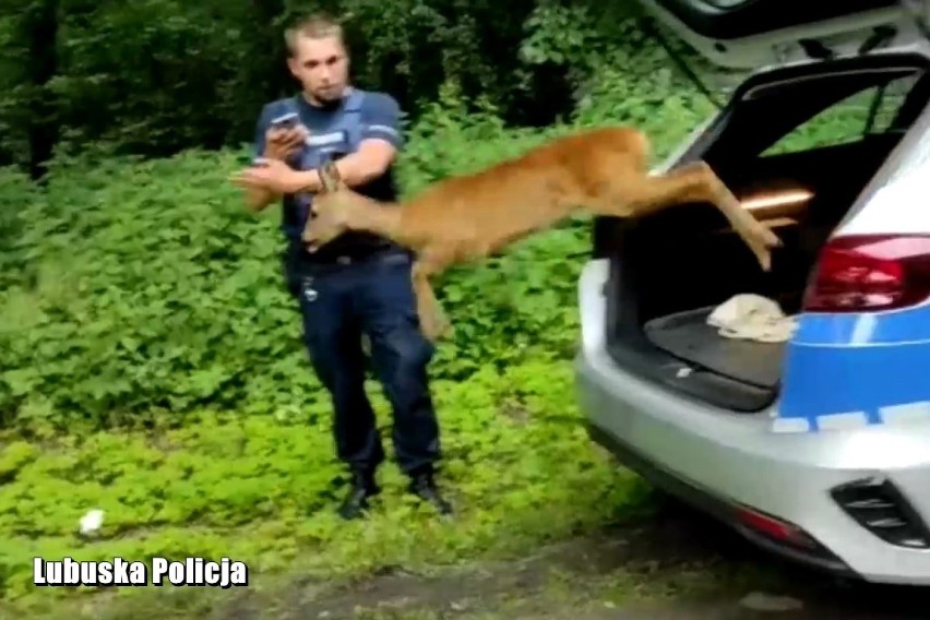 Do nietypowej interwencji policjantów doszło w centrum Nowej...