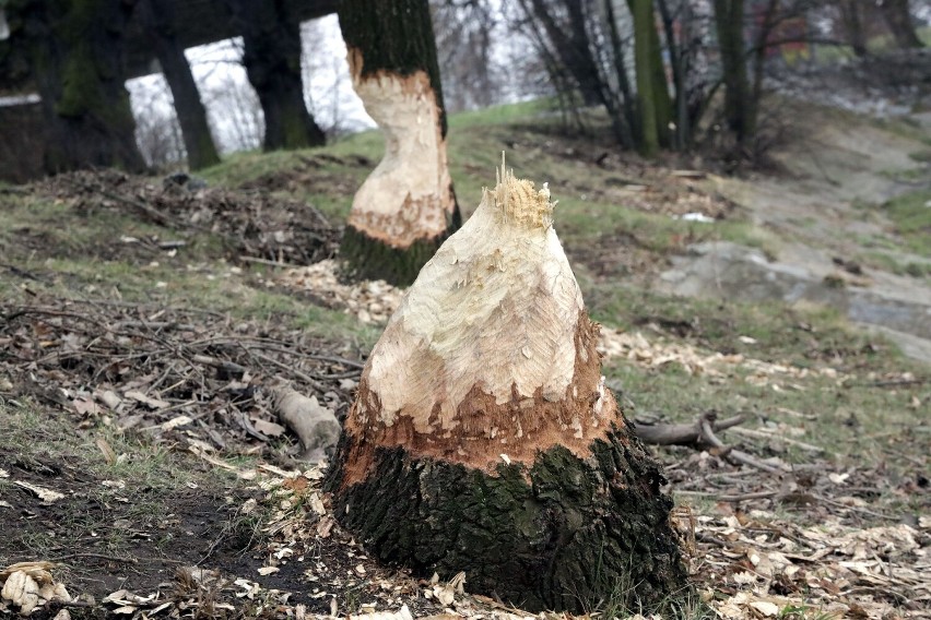 Legnickie bobry nie dają za wygraną, przegryzają kolejne drzewa, zobaczcie zdjęcia